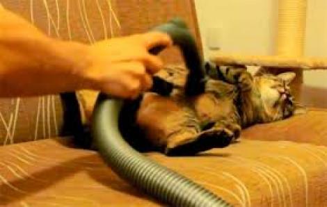 VIDEO! Pisica ce adoră să fie curățată cu aspiratorul