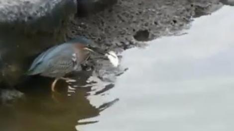 VIDEO! Această pasăre știe să pescuiască