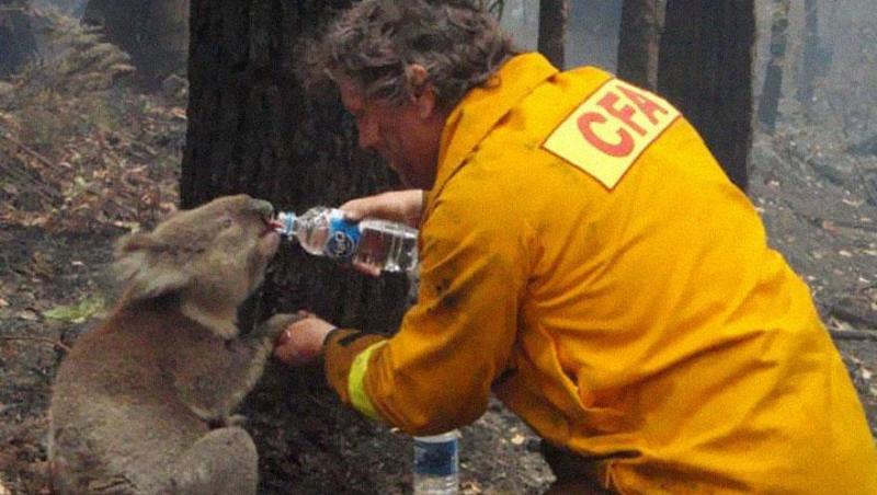 Un pui de ursuleț koala primește apă, în timpul unui incendiu din Australia, 2009