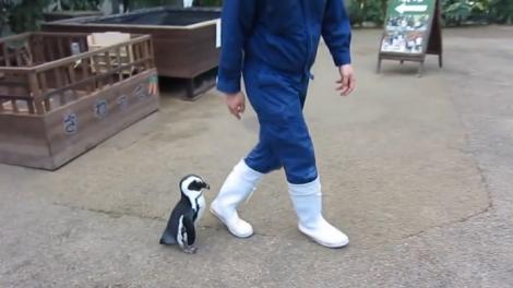 El este cel mai loial pinguin din lume! (VIDEO)