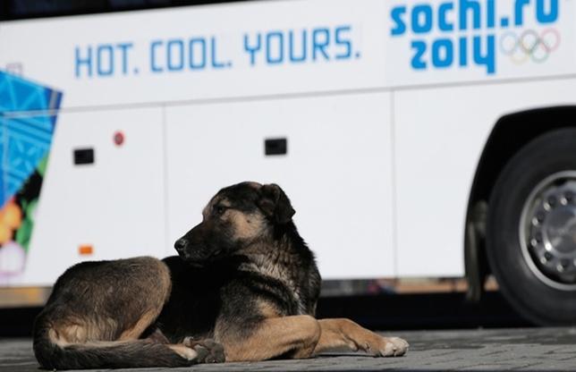 Soarta maidanezilor de la Soci: "Ori luaţi c&acirc;inii din satul olimpic ori &icirc;i vom &icirc;mpuşca"!