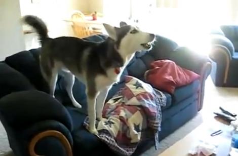 Video! Un Husky stă pe canapea și se uită la TV
