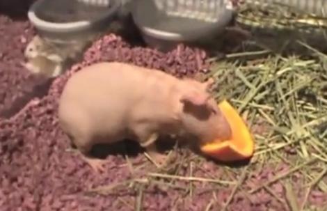 El este cel mai ciudat porcușor de Guineea! (VIDEO)
