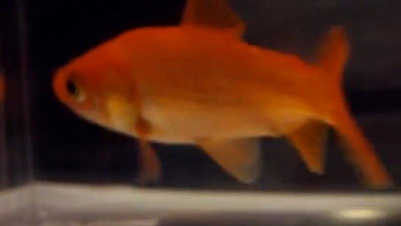 Un pește conduce o mașină! Și nu e vorba de desene animate! (VIDEO)