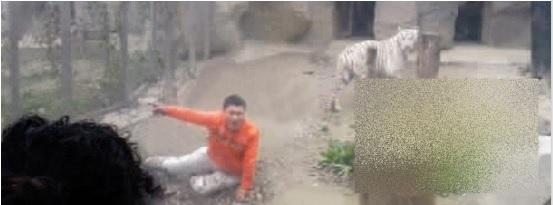 ȘOCANT! S-a aruncat &icirc;n ţarcul tigrilor pentru a fi sf&acirc;şiat de animale. Ce s-a &icirc;nt&acirc;mplat cu acest om!