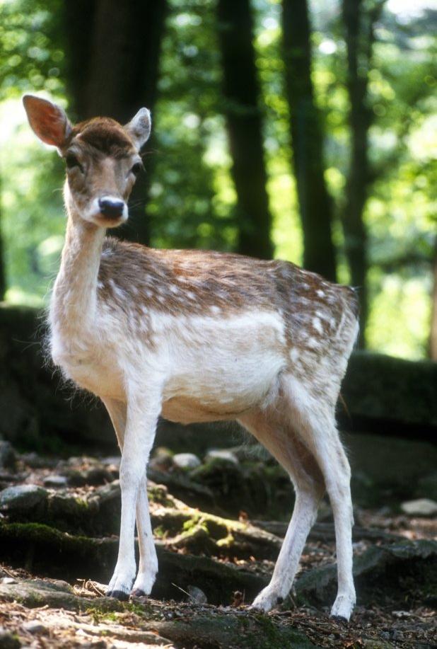 Emoţionant! Două căprioare au fost salvate &icirc;n ultima clipă de pe un lac &icirc;ngheţat