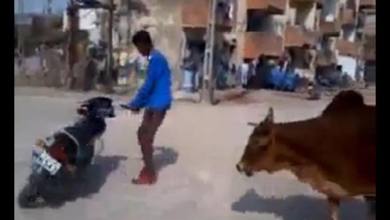 VIDEO! Un motociclist indian, pus pe fugă de două văcuţe