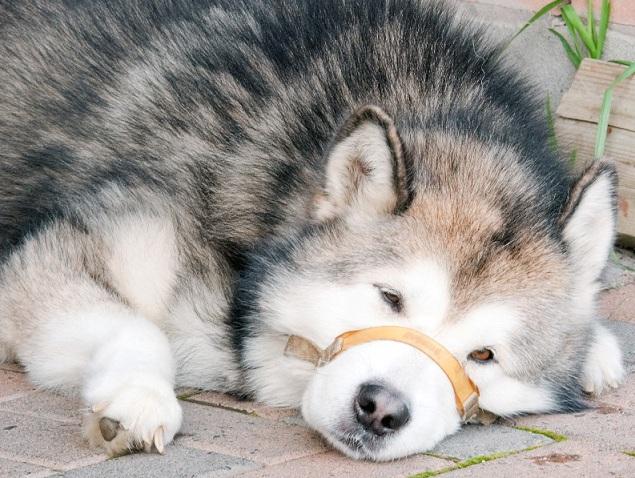 Ultima oră! O fetiță de ȘASE ani a fost decapitată de un c&acirc;ine de rasă