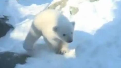 Te topeşti! Cel mai drăguţ ursuleţ polar face spectacol la o grădină zoologică