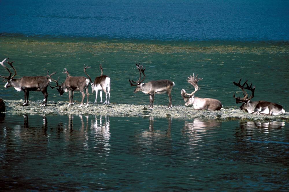 Finlandezii vopsesc coarnele renilor pentru a-i feri de accidente