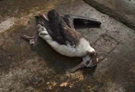 ATENȚIE, imagini cu impact emoțional! Consecinţele tragice ale civilizaţiei!