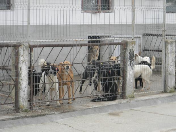 A &icirc;nceput eutanasierea maidanezilor din București! C&acirc;te animale au fost ucise, p&acirc;nă acum?