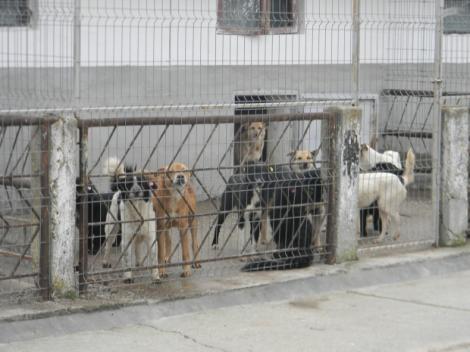 A început eutanasierea maidanezilor din București! Câte animale au fost ucise, până acum?