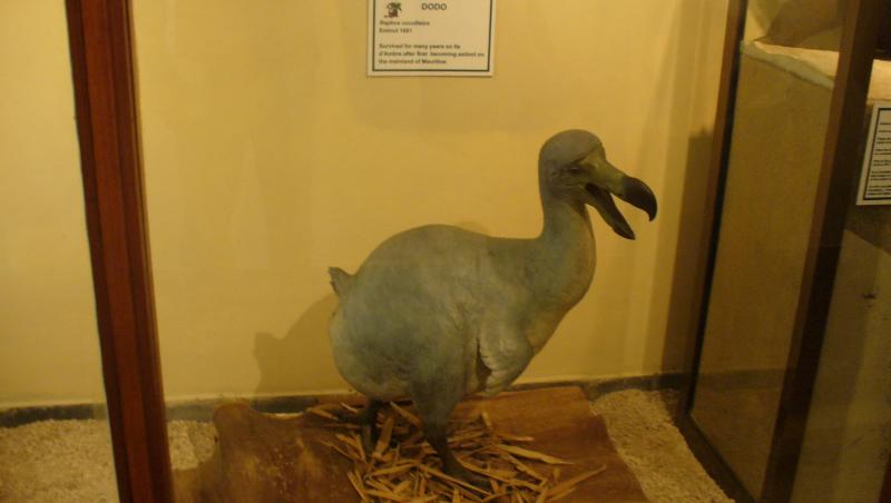 Pasărea Dodo, porumbelul uriaș
