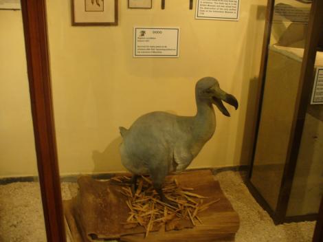 Pasărea Dodo, porumbelul uriaș din „Alice în Ţara Minunilor”, a existat! Află-i povestea!