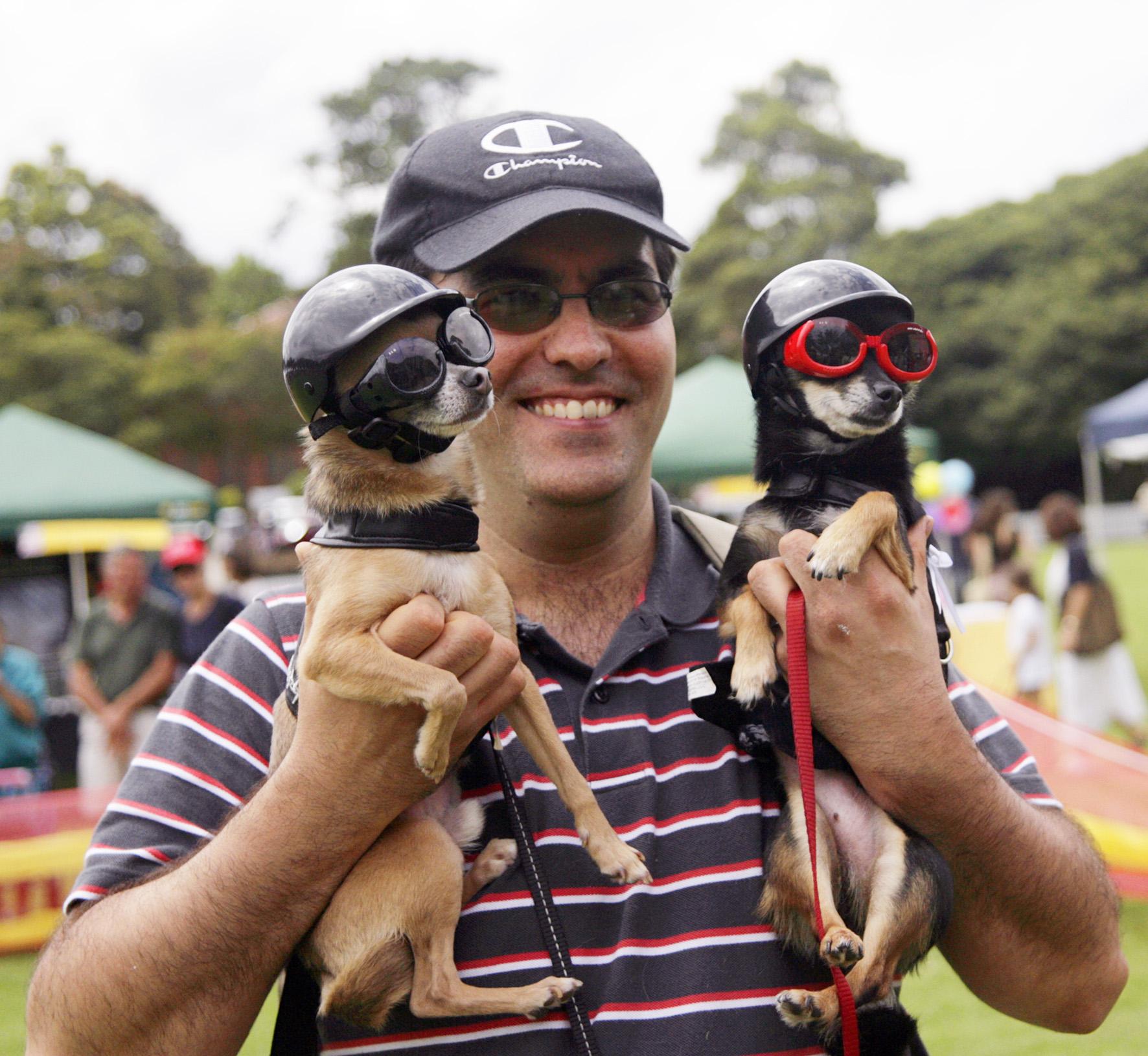 Un oraş american, invadat de c&acirc;ini chihuahua maidanezi