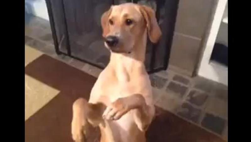 El ar câştiga Oscarul pentru cel mai bun câine în rol principal