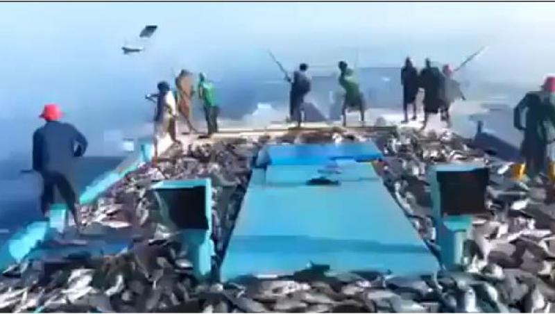 Nu-i poveste pescărească: Au prin peşti pe bandă rulantă