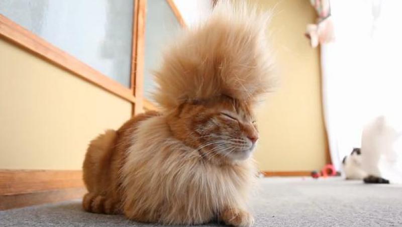 VIDEO amuzant! Noul trend pentru pisici: creasta Mohawk!