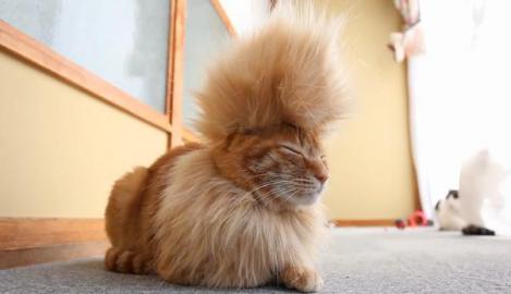 VIDEO amuzant! Noul trend pentru pisici: creasta Mohawk!