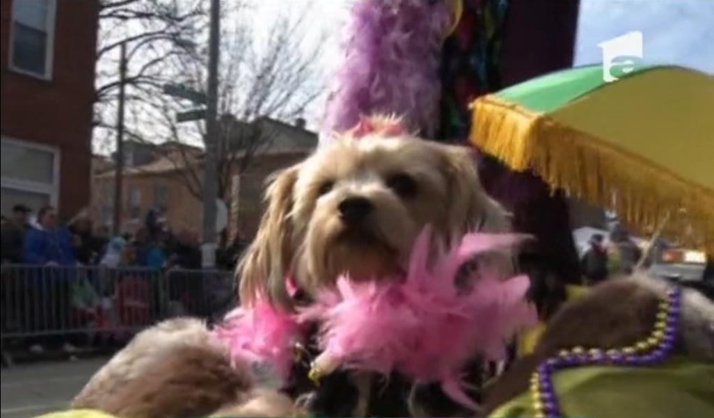 Cei mai excentrici căței au defilat la parada de Mardi Gras