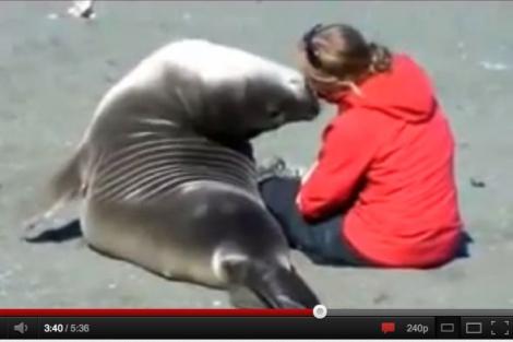 VIDEO! O focă s-a îndrăgostit de o femeie