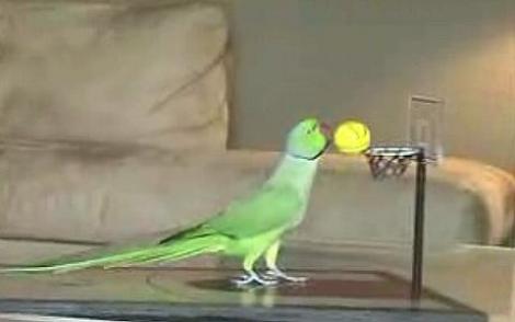 Uimior! Un papagal joacă bascket şi golf