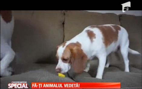 VIDEO delicios! Nici celor mai pofticioși câini nu le plac lămâile
