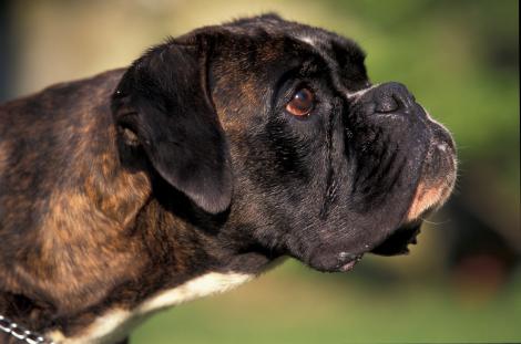 RÂZI CU LACRIMI: Cel mai "sforăitor" câine din lume