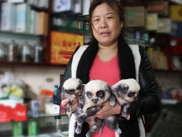 UIMITOR! Iată căţeii-panda