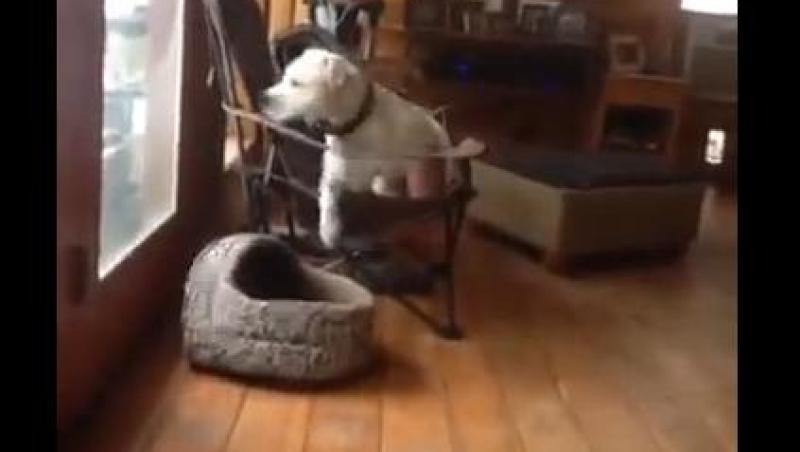 Câinele cu dublă personalitate! Sare ca un cangur când se enervează!