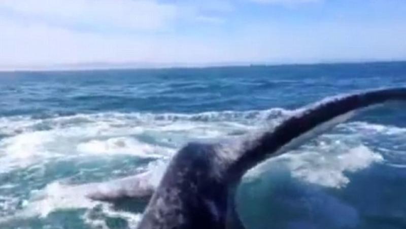 S-a apropiat prea mult de o balenă! Ce a urmat este TERIFIANT!