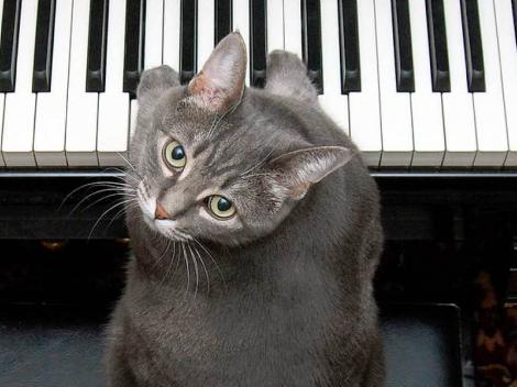 Trebuie să vezi asta! O pisică poate cânta împreună cu o întreagă orchestră