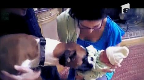 VIDEO! Cele mai drăgăstoase prime întâlniri dintre câini şi bebeluşi