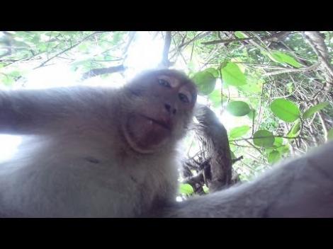 O maimuță, cameraman de ocazie, cu un aparat ”îmorumutat”