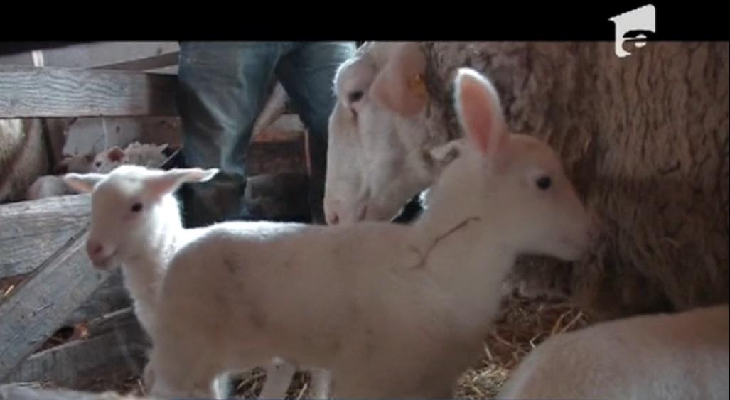 Moldovenii au obținut prima rasă de oi roz