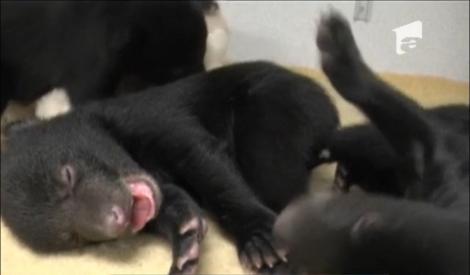 Trei pui de urs abandonați, adoptaţi de o grădină zoologică din SUA
