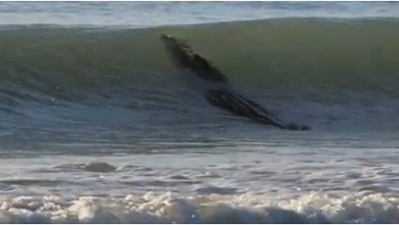 Un crocodil uriaş a închis o plajă din Australia