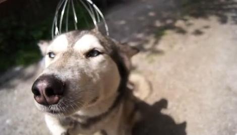 VIDEO amuzant! Reacţia unui câine care primeşte un masaj