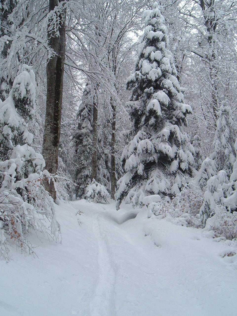 Zăpada e plină de &ldquo;otrăvuri&rdquo;