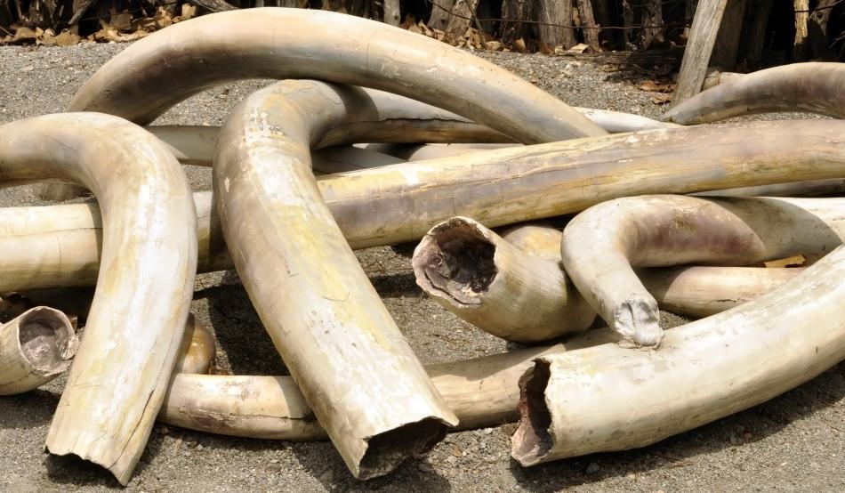 Autorităţile din Togo au capturat 4 tone de fildeş de contrabandă