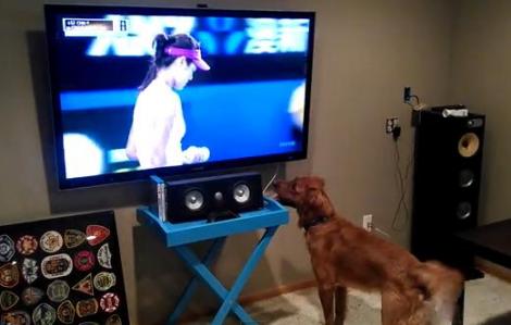 VIDEO: Ar sta mereu la "serviciu"! Acest câine e în culmea fericirii când se uită la tenis