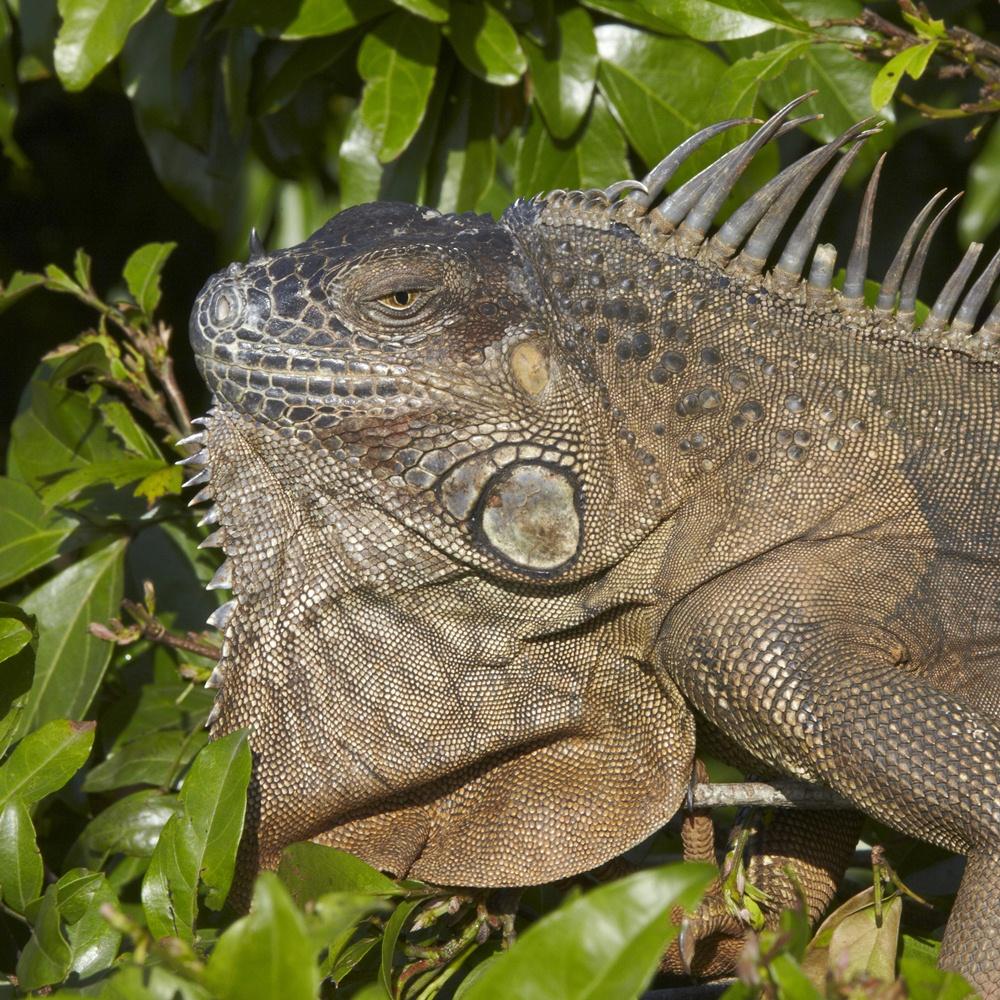 Două rom&acirc;nce, reținute pentru că au transportat 13 iguane