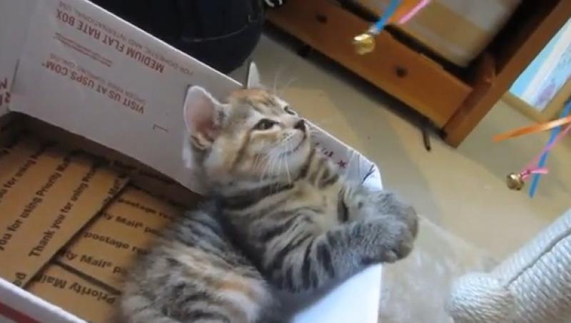 VIDEO! Așa se îmblânzește orice pisicuță, prin hipnoză