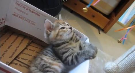 VIDEO! Așa se îmblânzește orice pisicuță, prin hipnoză