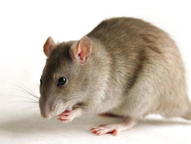 Anunț ȘOCANT : &Icirc;n viitor, am putea merge la păscut cu ȘOBOLANII, nu cu oile!