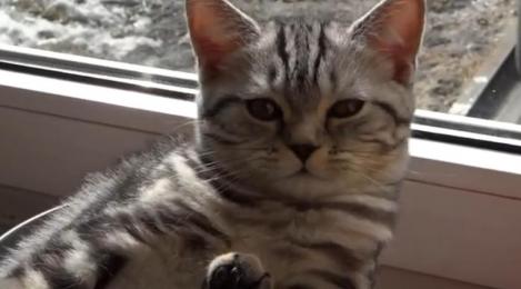 VIDEO! N-o să-ţi vină să crezi cum se relaxează pisica asta!