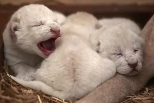 VIDEO: Sărbătoare la o grădină zoologică din Polonia! O leoaică albă a născut trei puiuţi