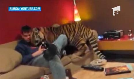 &Icirc;i plac cartofii prăjiţi şi berea! Cum a devenit un tigru animal de companie