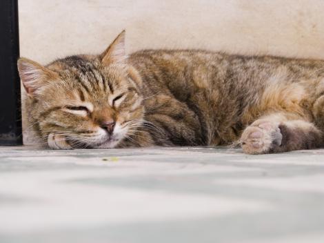 VIDEO! Pisicuțele au adormit! O compilație de imagini amuzante cu patrupedele obosite